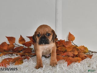 Puggle dogs Rocky - Ad 8