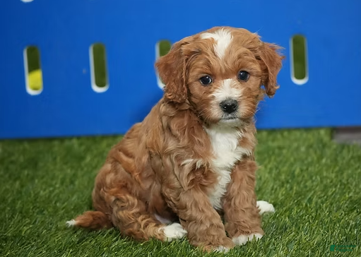 Cavapoo dogs Caroline - Ad 10