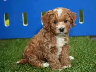 Cavapoo dogs Caroline - Ad 10