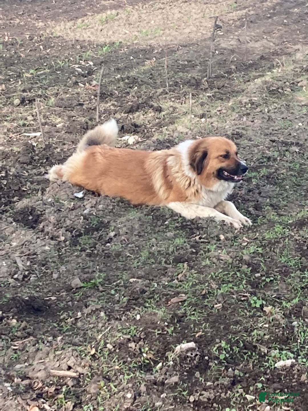 Gallery Image {{count}}