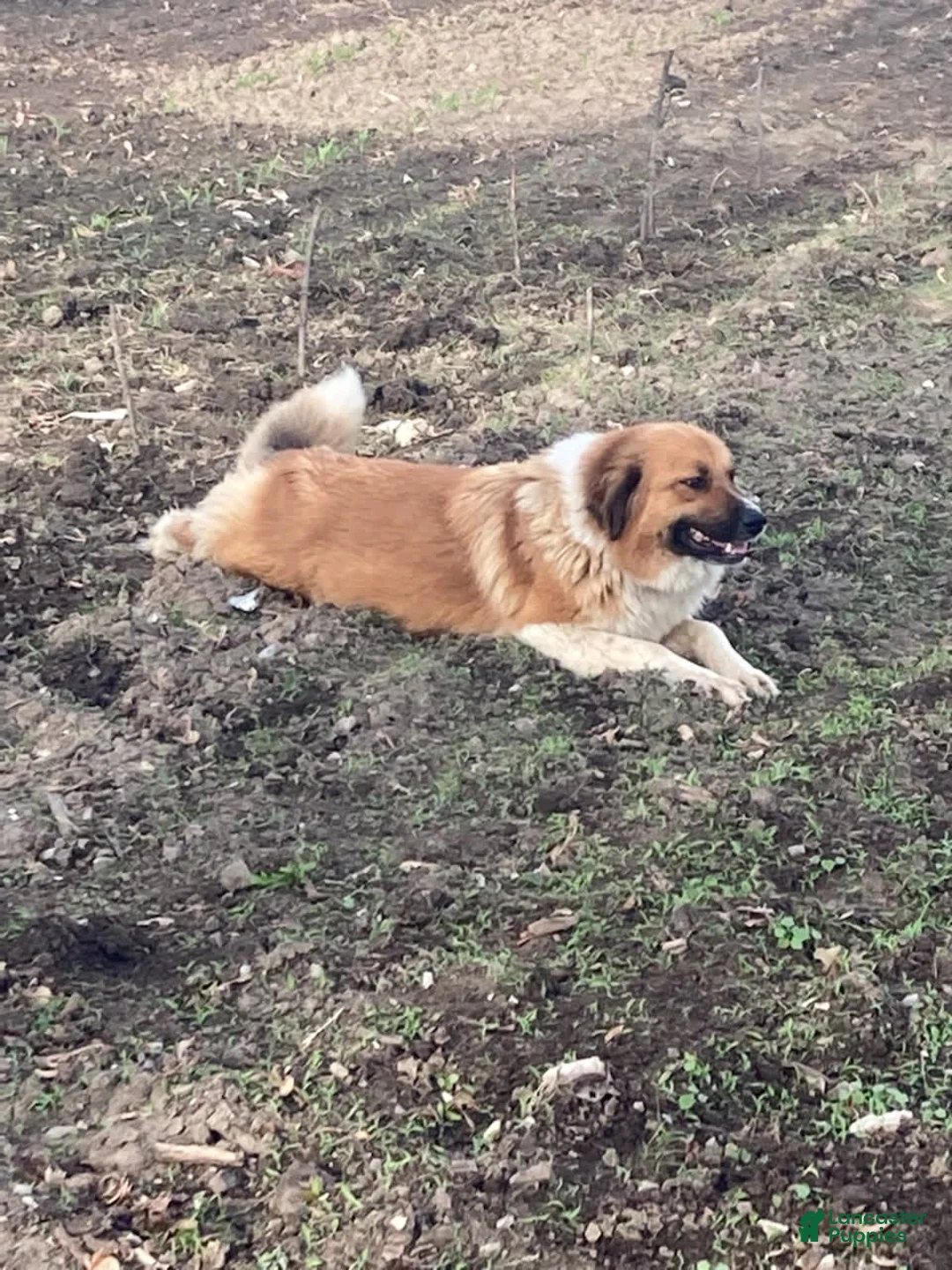 Gallery Image {{count}}