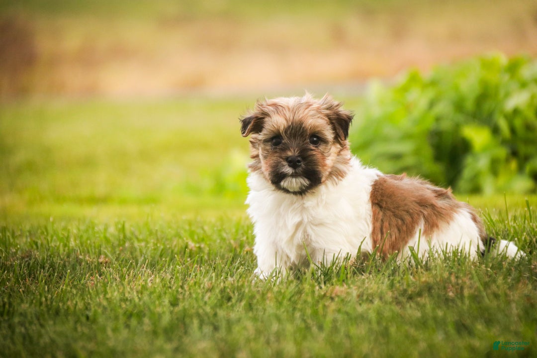 Havanese dogs for sale: Bella Rose - Ad 5