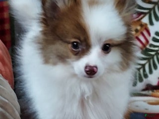 Pomeranian dogs - Ad 35