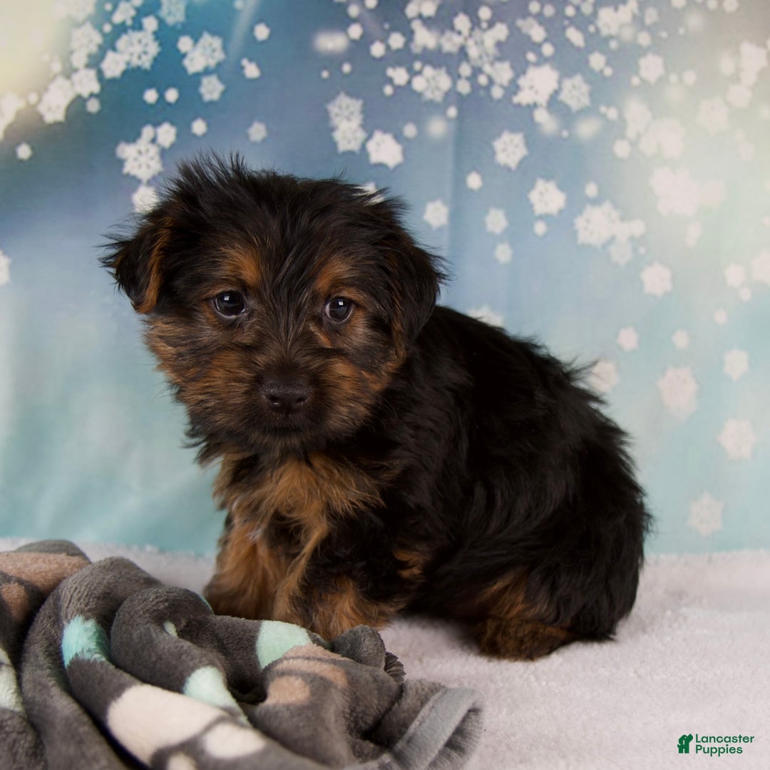 Yorkshire Terrier dogs for sale: Laina - Ad 5