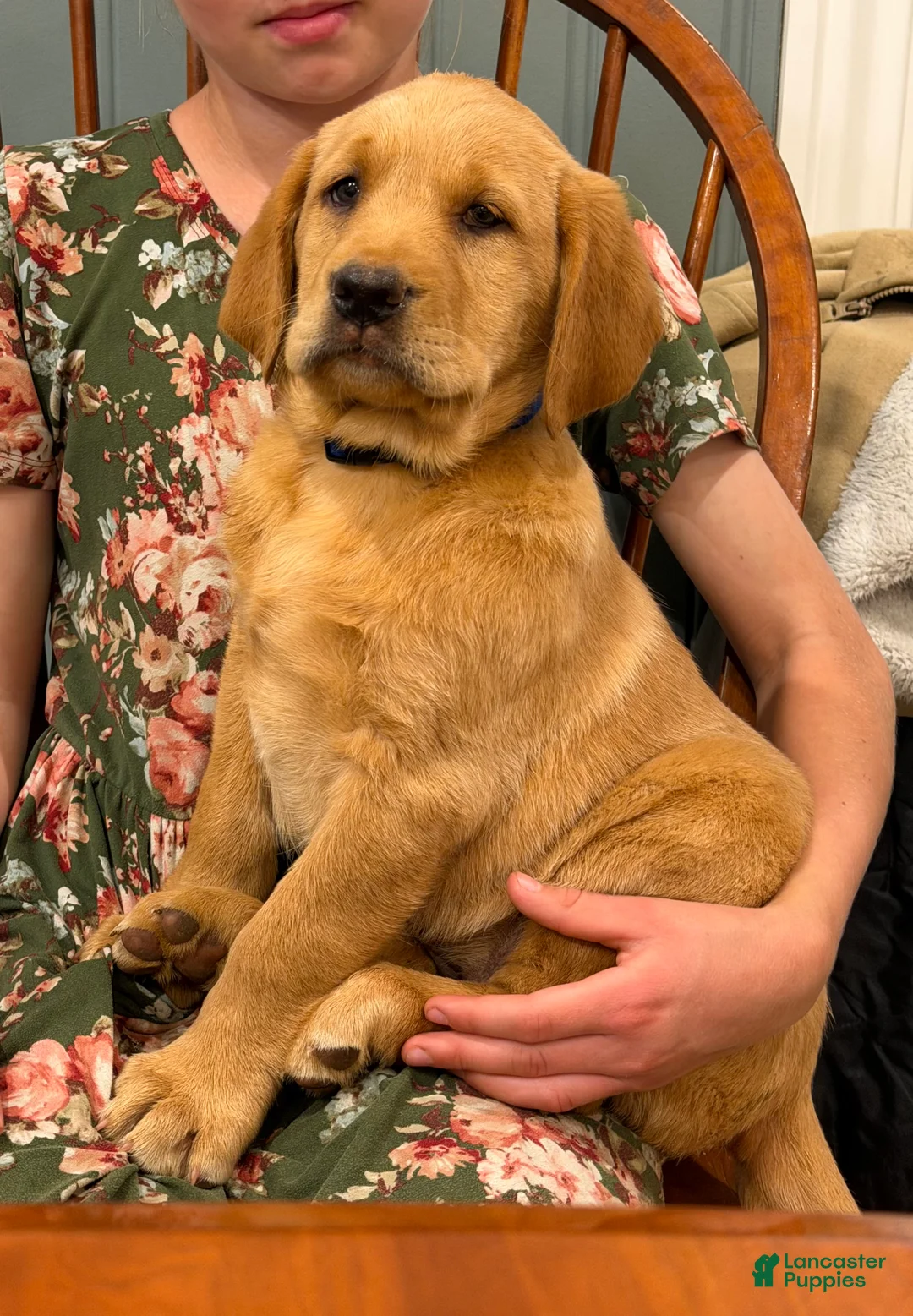 Labrador Retriever dogs for sale: Macey - Ad 1