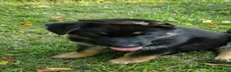 German Shepherd dogs for sale: Maximus  - Ad 5