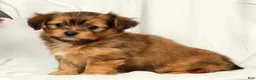 Yorkiepoo dogs for sale: Lindor - Ad 4