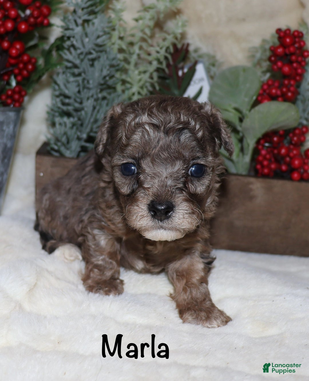 Toy Poodle dogs for sale: Marla- blue merle - Ad 9