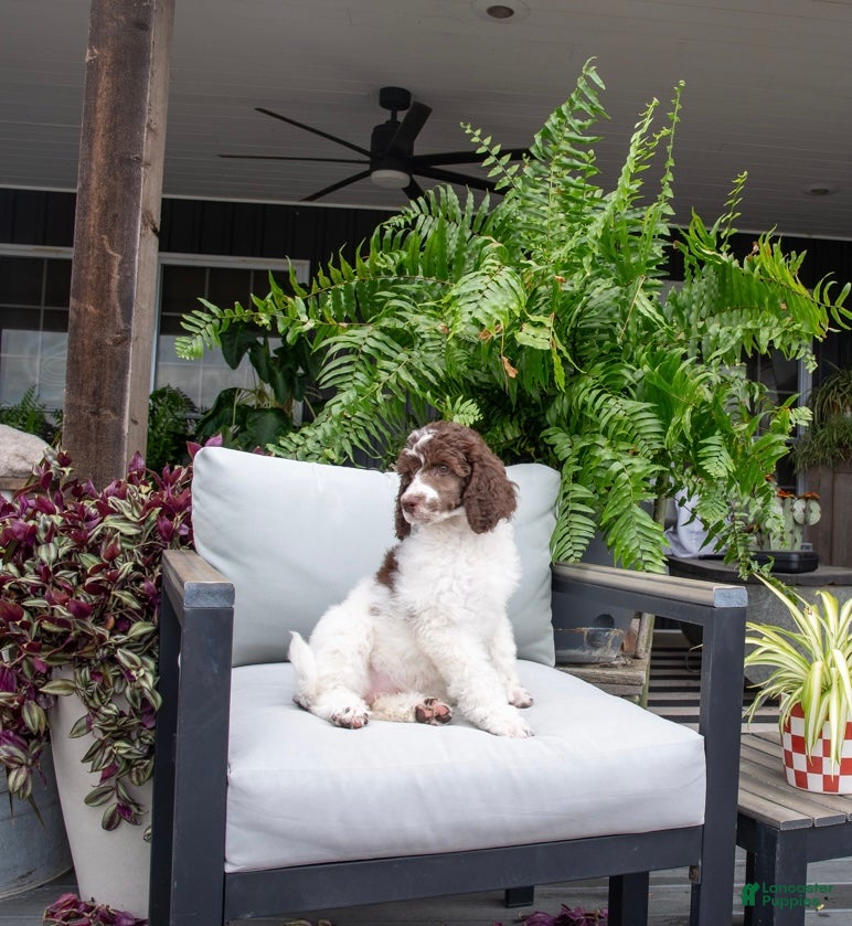 Standard Poodle dogs Wildflower - Ad 1