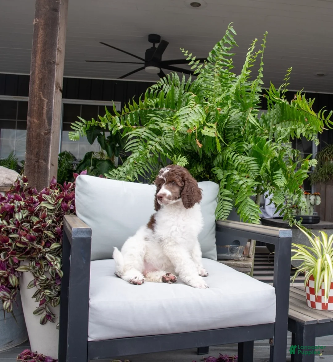 Standard Poodle dogs for sale: Wildflower - Ad 1