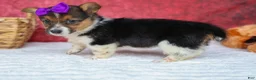 Welsh Corgi Pembroke dogs for sale: Abby🩷  - Ad 17