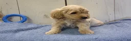 Cockapoo dogs for sale: Brady - Ad 5