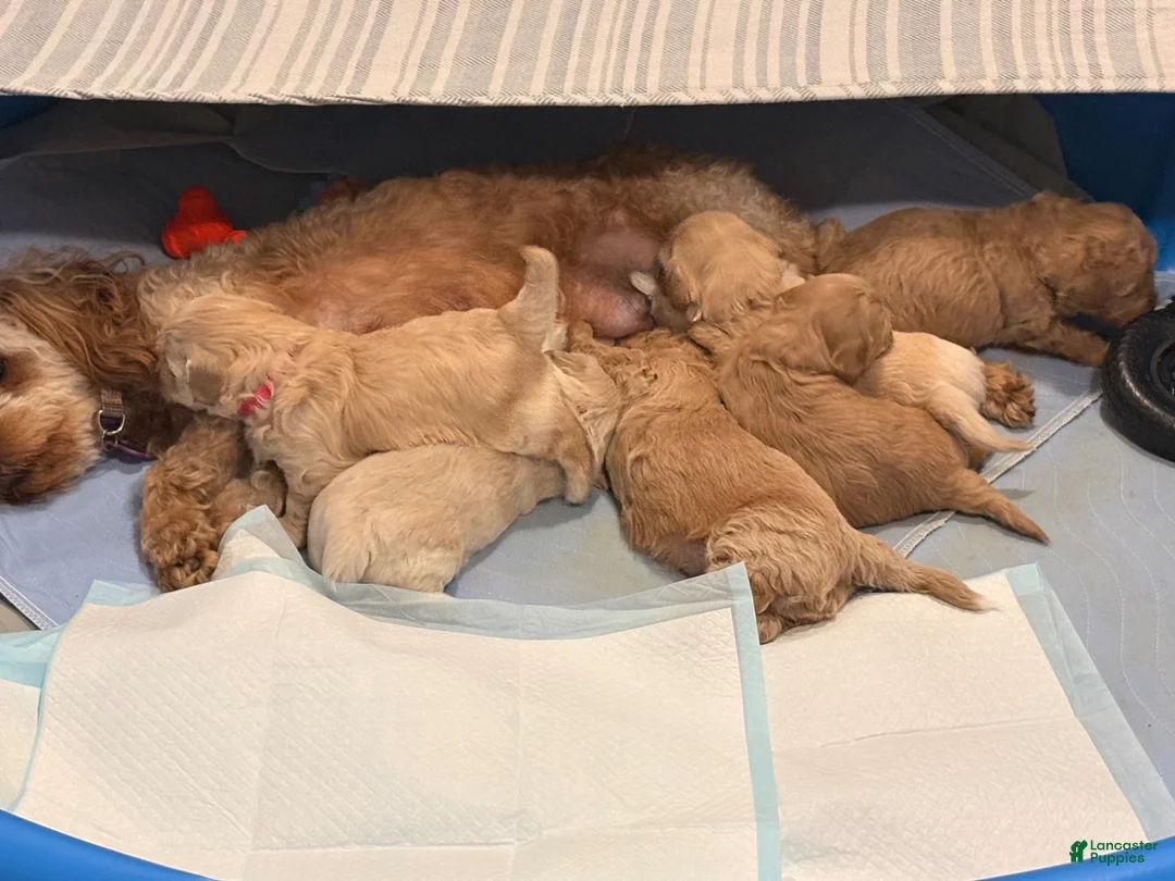 Mixed Breed dogs for sale: Cayenne  - Ad 9