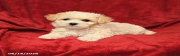 Maltipoo dogs for sale: Mariachi - Ad 4