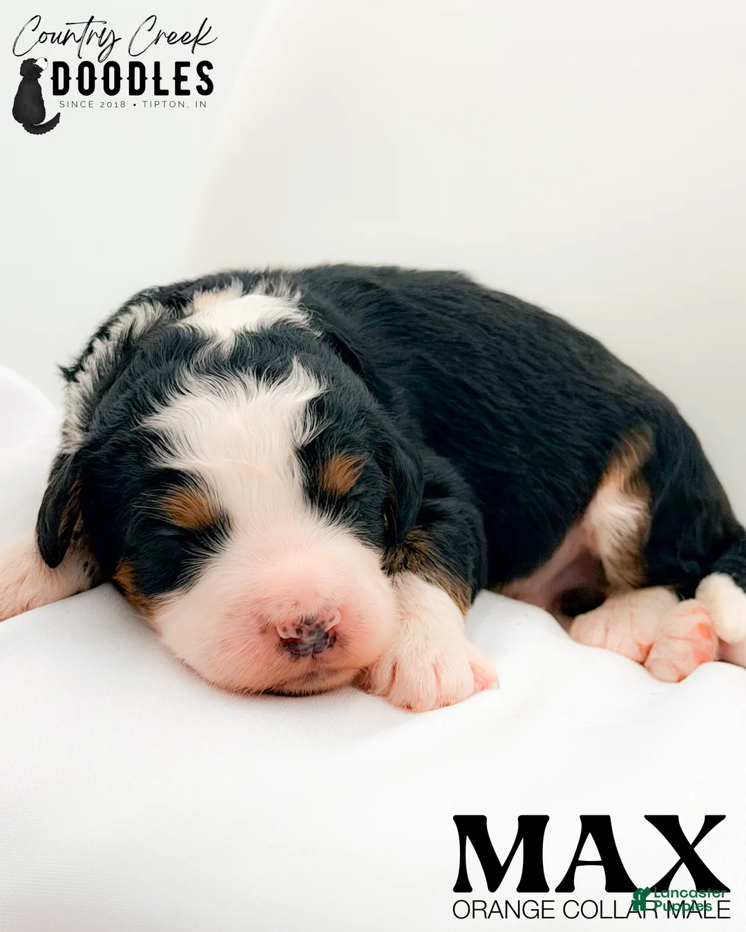 Bernedoodle dogs for sale: Max - Ad 2