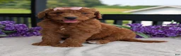 Goldendoodle dogs for sale: Miss Emmie - Ad 30