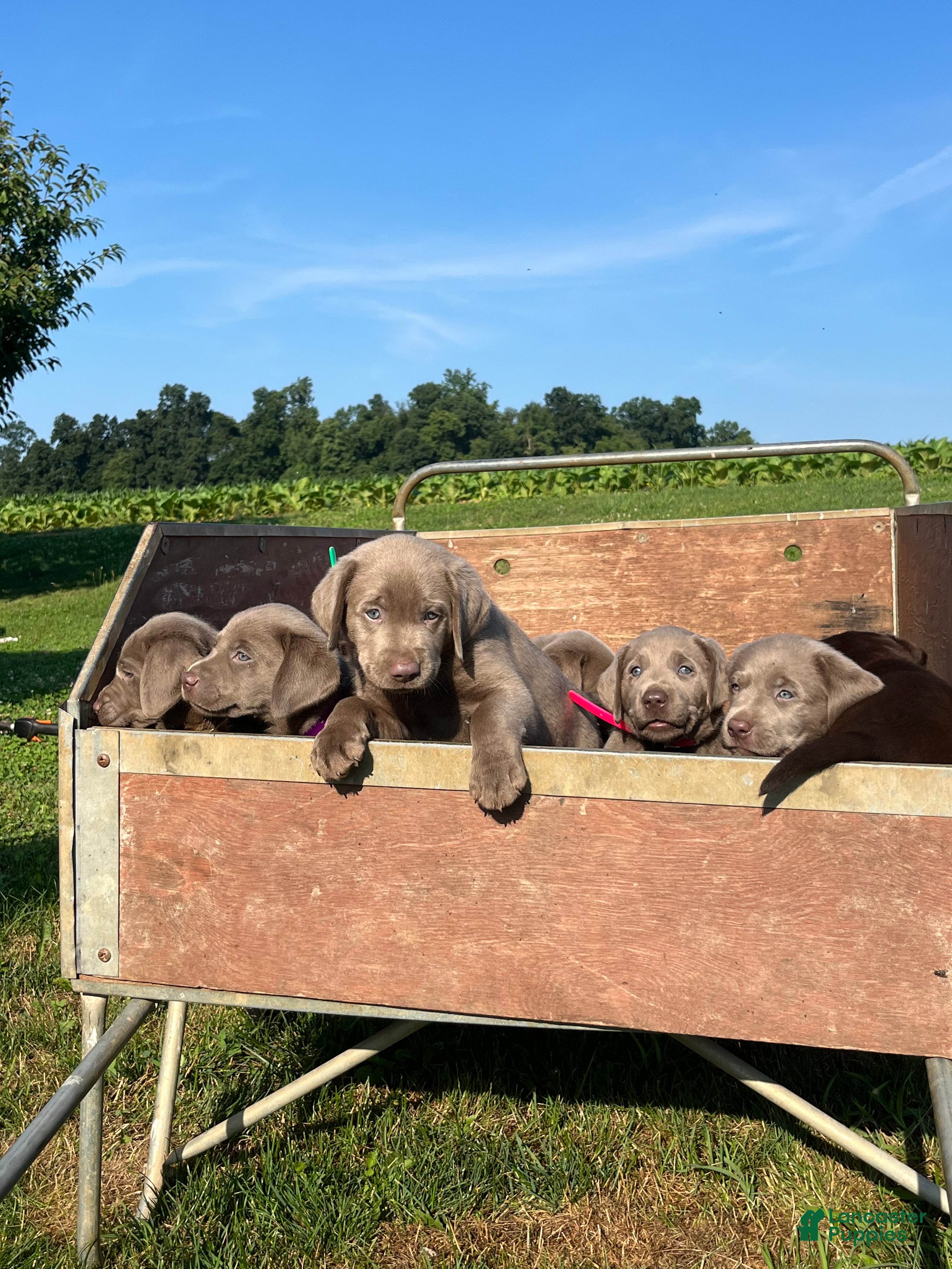Labrador Retriever dogs Tommy❤️AKC hip cert green  - Ad 2