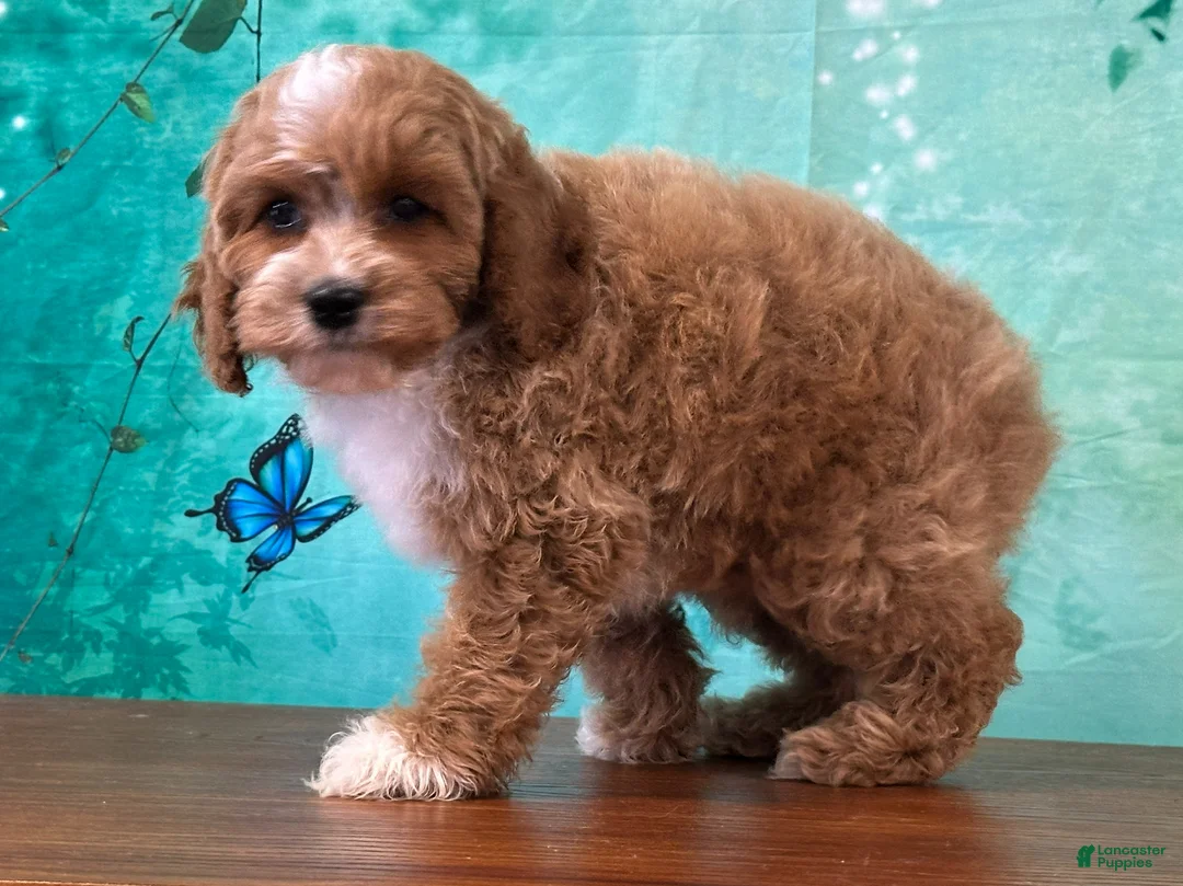 Cockapoo dogs for sale: Cagney - Ad 1