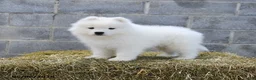 Samoyed dogs for sale: Storm   - Ad 1