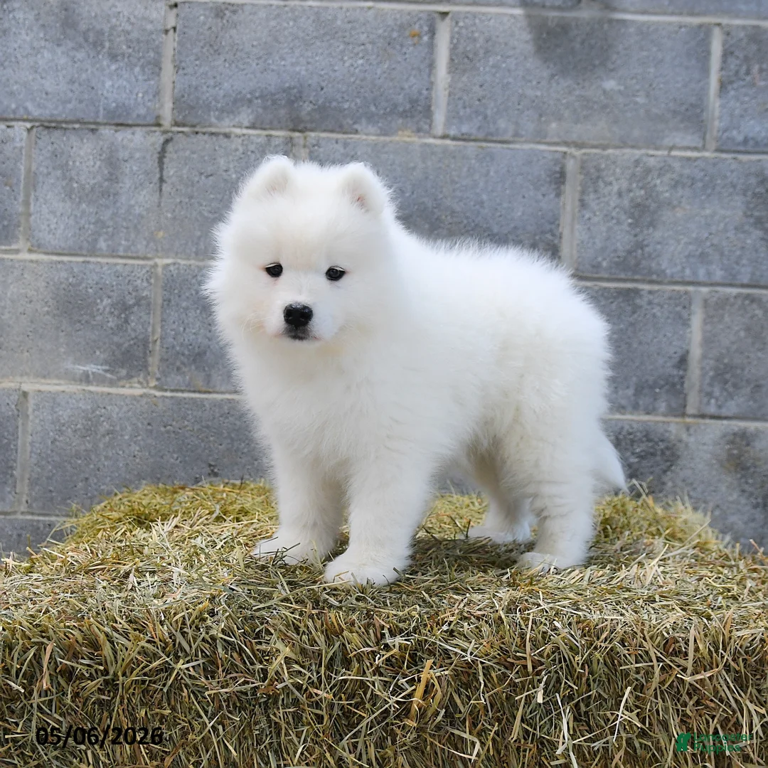 Samoyed dogs for sale: Storm   - Ad 1