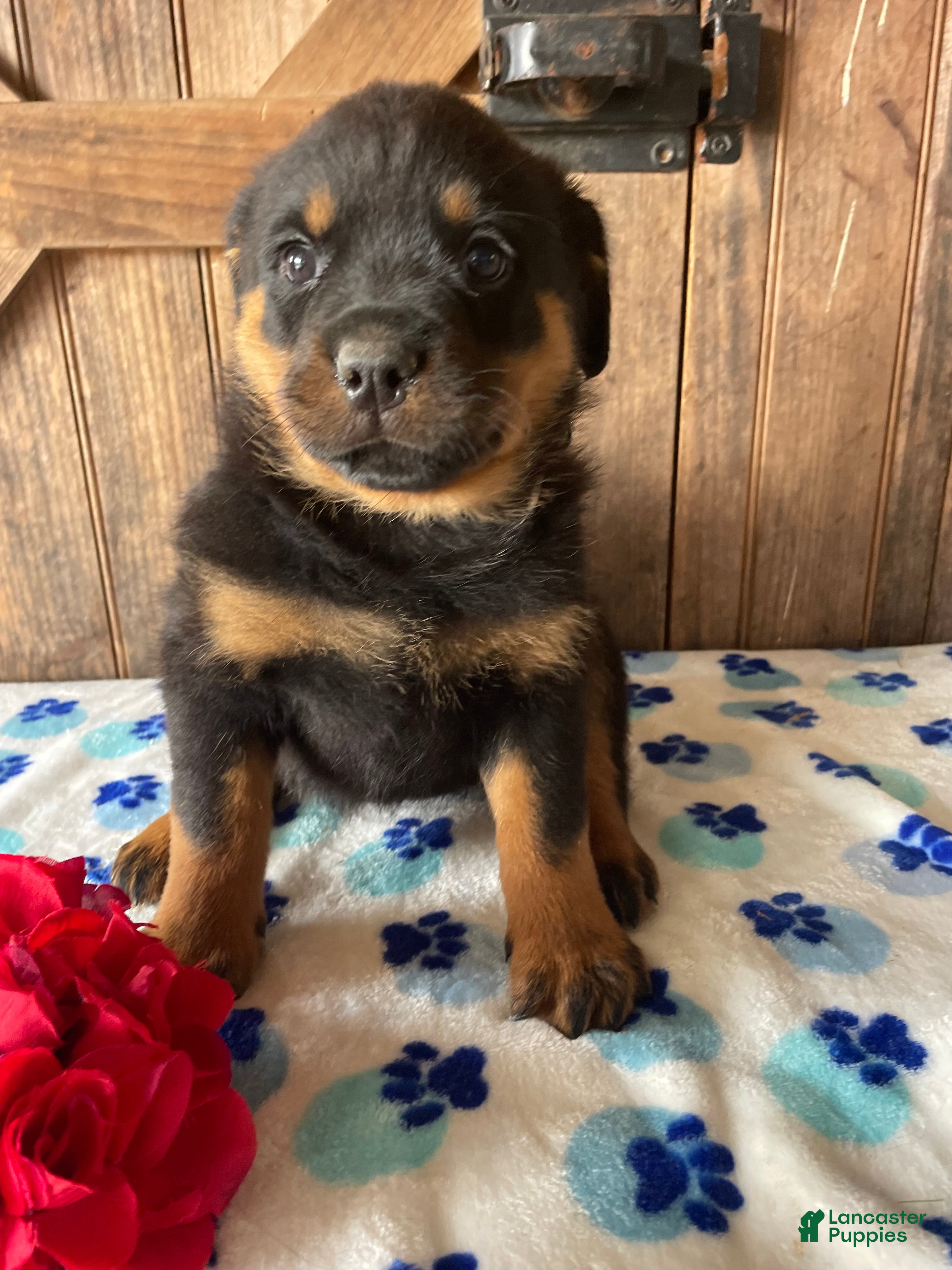 Rottweiler dogs Nala - Ad 5