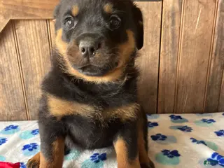 Rottweiler dogs Nala - Ad 5