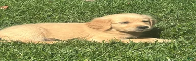 Golden Retriever 1