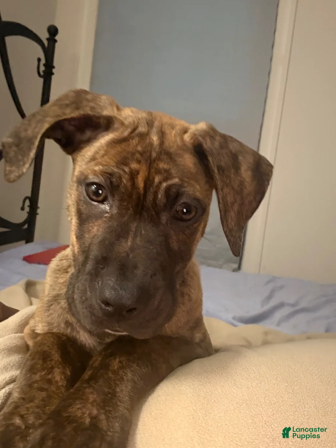 Mixed Breed dogs for sale: Mixed Breed Puppy 1 - Ad 4