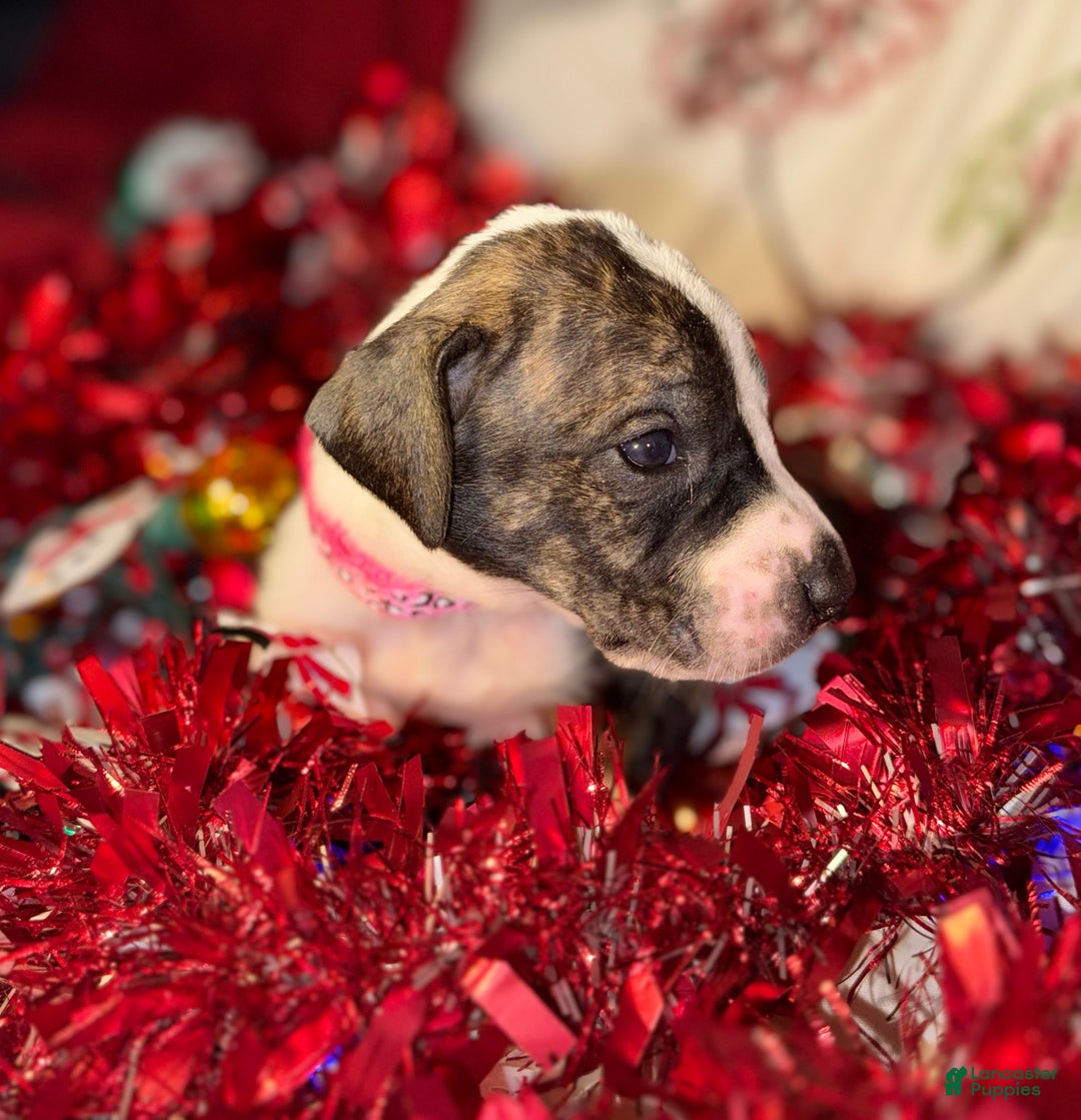 Great Dane dogs for sale: Hannah  - Ad 7