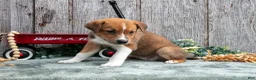 Mixed Breed dogs for sale: Skye - Ad 3