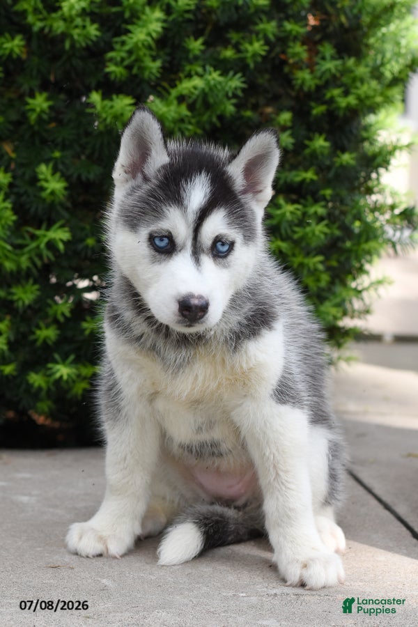 Siberian Husky dogs Glenda - Ad 2