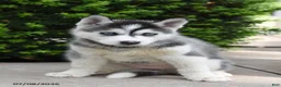 Siberian Husky dogs for sale: Glenda - Ad 2