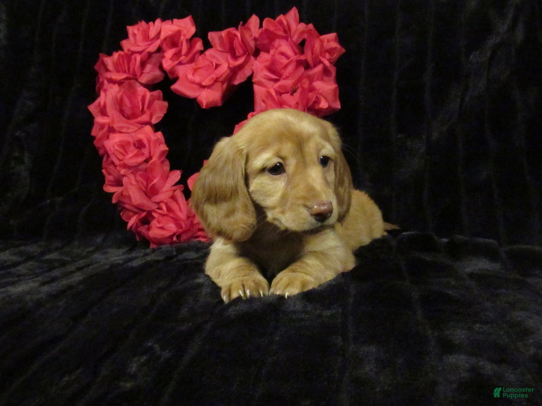 Miniature Dachshund dogs for sale: Missy - Ad 1