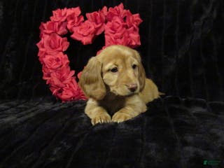 Miniature Dachshund dogs Missy - Ad 15