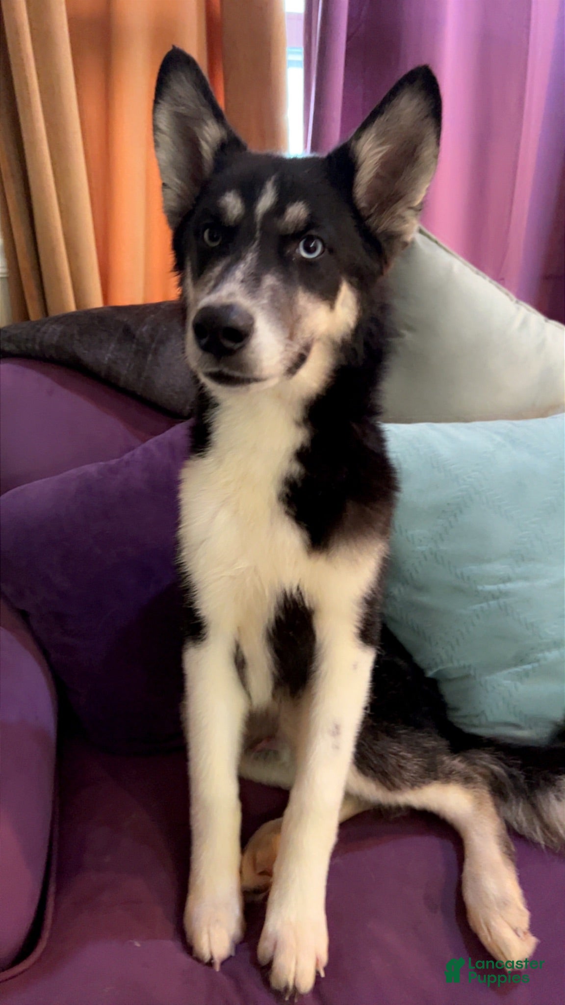 Mixed Breed dogs Taco  - Ad 6
