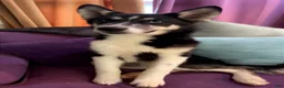 Mixed Breed dogs for sale: Taco  - Ad 1