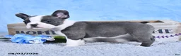 Frenchton dogs for sale: Linzy - Ad 3