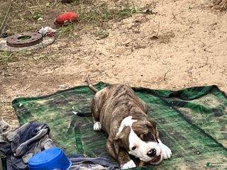 Mixed Breed dogs - Ad 10