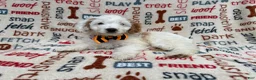 Cockapoo dogs for sale: Louie - Ad 4