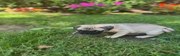 Frug dogs for sale: Frug 4 - Ad 4