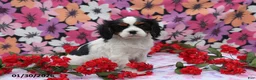 Cavalier King Charles Spaniel dogs for sale: Lacey - Ad 4
