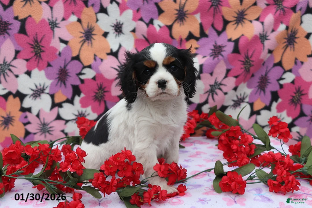 Cavalier King Charles Spaniel dogs for sale: Lacey - Ad 4