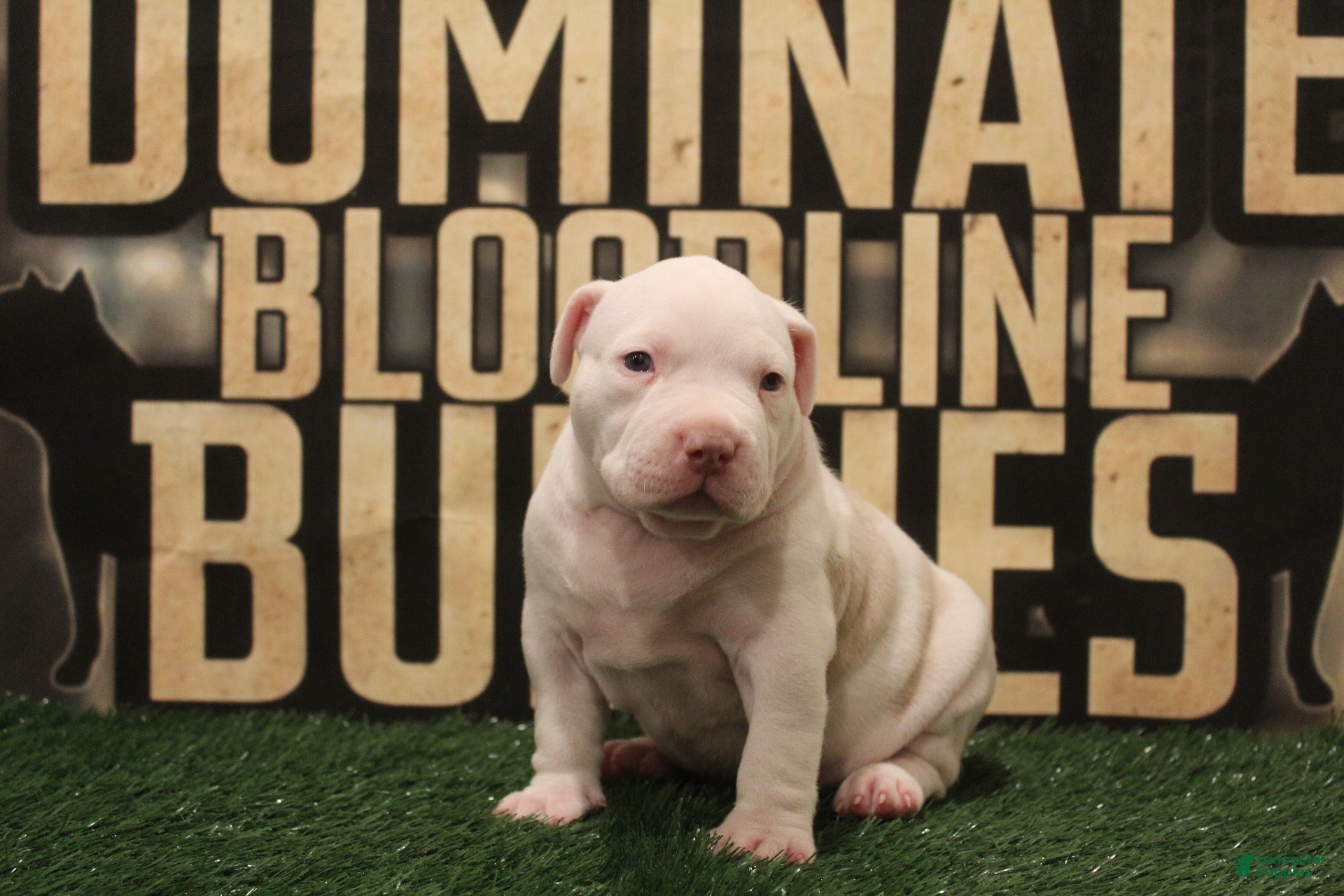American Bully dogs American Bully (female) - Ad 42