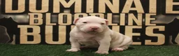 American Bully dogs for sale: American Bully (female) - Ad 1