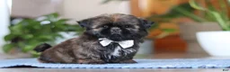 Shih Tzu dogs for sale: Lacey - Ad 3