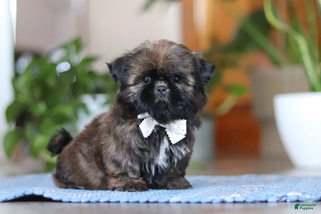 Shih Tzu dogs for sale: Lacey - Ad 3