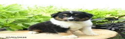 Australian Shepherd dogs for sale: Denali - Ad 1