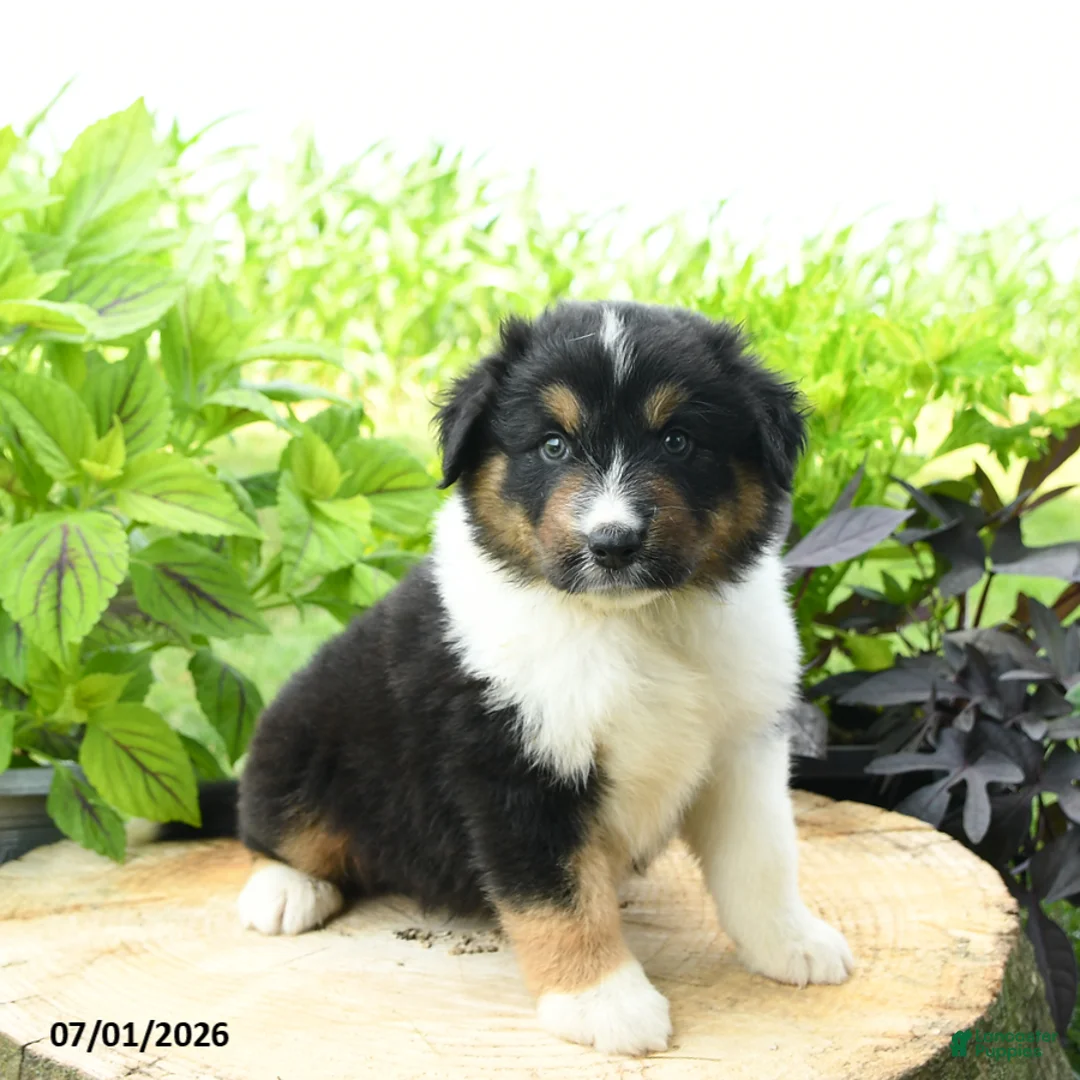 Australian Shepherd dogs for sale: Denali - Ad 1