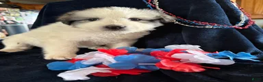 America
