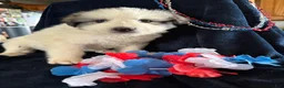 Great Pyrenees dogs for sale: America - Ad 1